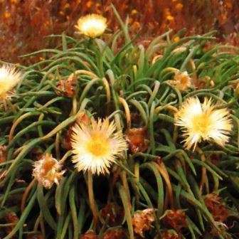 Conicosia elongata Seeds - Indigenous Endemic Succulent Mesemb
