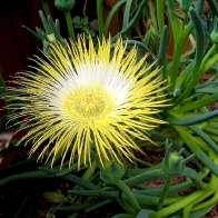 Conicosia elongata Seeds - Indigenous Endemic Succulent Mesemb