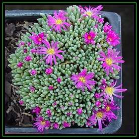 50 Delosperma sphalmanthoides Seeds - Bulk Indigenous Succulents Caudiciform Bonsai