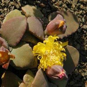 Stomatium mustellinum Seeds - Indigenous Succulent Mesemb