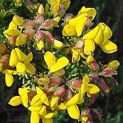 10 Aspalathus capensis Seeds - Indigenous Perennial Shrub - Flat Ship Rate