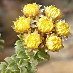 10 Athanasia quinquedentata Seeds - Indigenous Evergreen Fynbos Shrub