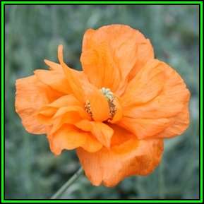 50 Bristle Poppy Seeds - Papaver aculeatum Seeds - Indigenous Annual