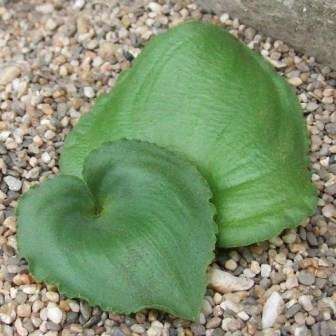 10 Eriospermum cooperi Seeds - Indigenous South African Native Perennial Bulb Seeds from Africa