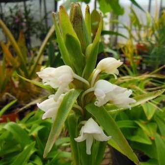 Satyrium acuminatum Seeds - Indigenous Endemic Perennial Orchid - Flat Ship Rate - New
