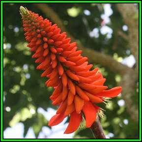 Erythrina livingstoniana - 10 Seed Pack - Exotic Tree - NEW