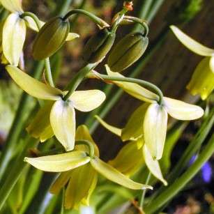 Albuca acuminata Seeds - Indigenous South African Bulb Seeds for Sale in South Africa
