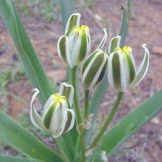 Albuca glauca Seeds - Indigenous South African Native Perennial Bulb - Flat Ship Rate