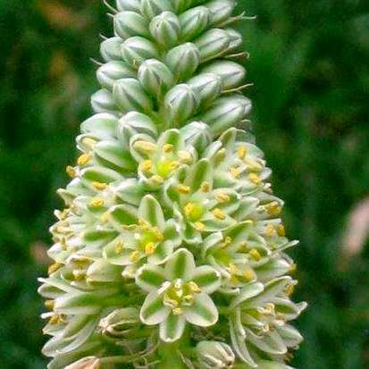 5 Albuca longibracteata Seeds - Indigenous South African Native Perennial Bulb - Flat Ship Rate