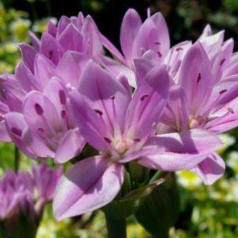Allium dregeanum Seeds - Indigenous South African Bulb Seeds For Sale in South Africa