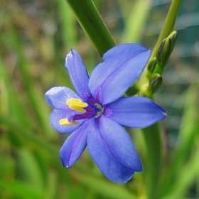 Aristea galpinii Seeds - South African Indigenous Perennial Bulb - Flat Ship Rate