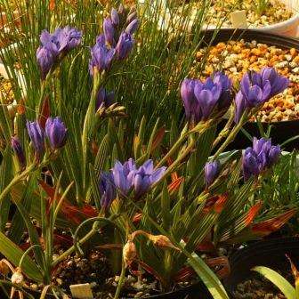 10 Babiana villosula Seeds - Indigenous South African Perennial Bulb Seeds for Sale in South Africa