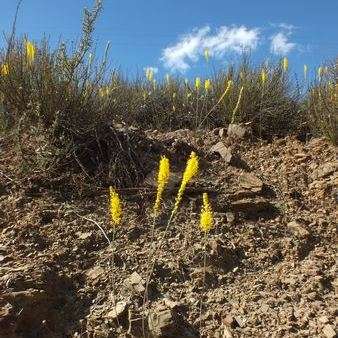 10 Bulbinella divaginata Seeds - South African Native - Indigenous Perennial Bulb