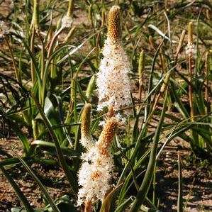 10 Bulbinella latifolia ssp toximontana Seeds Indigenous South African Perennial Bulb -Flat Shipping