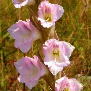 Gladiolus appendiculatus Seeds - Indigenous South African Native Perennial Bulb Seeds from Africa