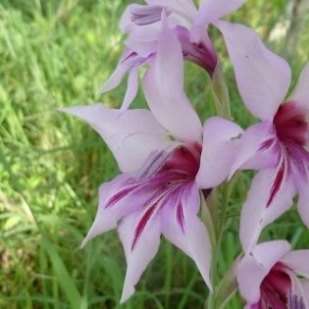 10 Gladiolus brachyphyllus Seeds - Indigenous South African Native Perennial Bulb Seeds from Africa