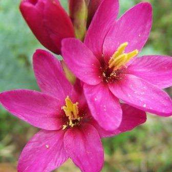 Ixia divaricata Seeds - Indigenous South African Native Perennial Bulb Seed from Africa