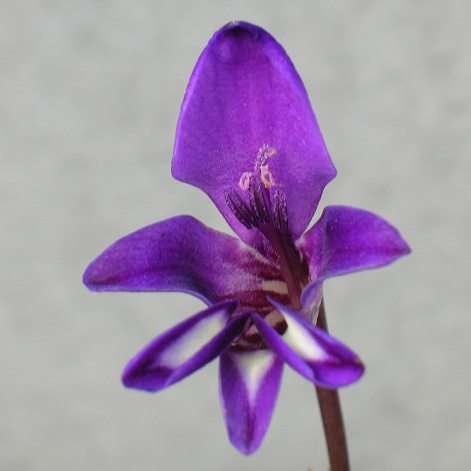 Ixia meterlekampiae Seeds - Indigenous South African Endemic Perennial Bulb Seeds From Africa