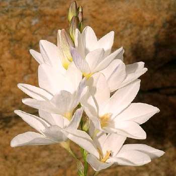 Ixia paucifolia Seeds - Rare Indigenous South African Endemic Perennial Bulb Seeds From Africa