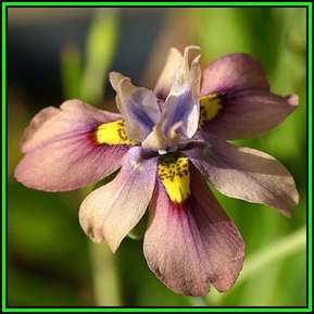 Moraea vegeta 10 Seed Pack- Indigenous Endemic Perennial Bulb -Insured Flat Ship Rate- New