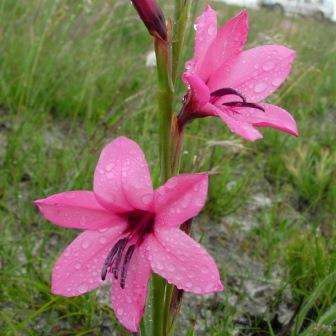 10 Watsonia rogersii Seeds - Indigenous South African Endemic Perennial Bulb Seeds from Africa