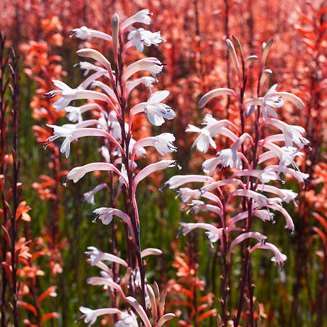 Watsonia stokoei Seeds - Indigenous South African Endemic Perennial Bulb Seeds from Africa