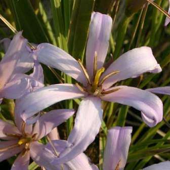 Xerophyta hereroense Seeds - Indigenous South African Perennial Bulb Seeds from Africa