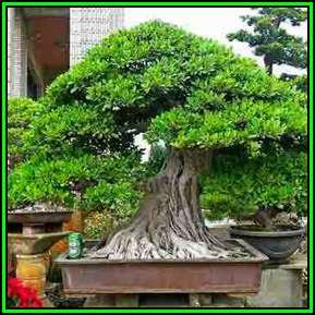 Ficus microcarpa - Chinese Banyan - 10 Seed Pack - Exotic Bonsai - NEW