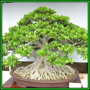 Ficus microcarpa Seeds - Chinese Banyan - Exotic Bonsai - NEW