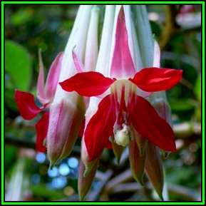 Fuchsia boliviana - 10 Seed Pack - Flat Seed Ship Rate - Exotic Shrub - NEW