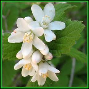 Jamesia americana Seeds - Waxflower - Exotic Flowering Shrub - New