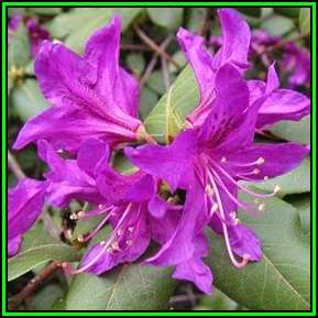 Rhododendron concinnum - 10 Seed Pack - Flat Seed Ship Rate - Exotic Shrub Bonsai - NEW
