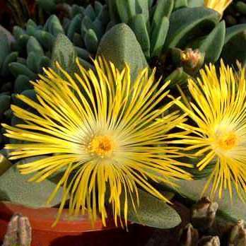 10 Pleiospilos magnipunctatus Seeds - Buy Indigenous Seeds + Get Free Seeds - Mesemb