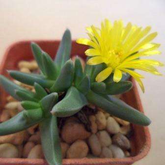 10 Orthopterum waltoniae Seeds - Indigenous South African Endemic Succulent Mesemb