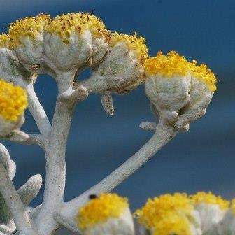 Otanthus maritimus Seeds - Exotic Perennial Seeds To Buy in RSA