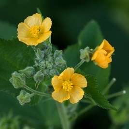 Abutilon ramosum Seeds - Medicinal Indigenous Flowering Shrub
