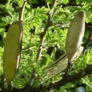 5 Acacia hebeclada ssp. hebeclada Candle Thorn; Trassiebos Tree Indigenous to South Africa