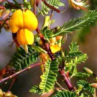 10 Aeschynomene nodulosa Seeds, Small-Leaved False-Teeth Tree - Indigenous Shrub