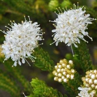10 Agathosma collina Seeds - Dune Buchu - Indigenous South African Shrub Seeds To Buy from Africa