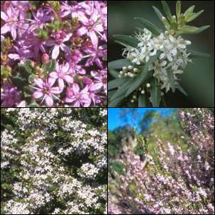 Agathosma ovata Mixed Varieties Seeds - Indigenous South African Shrub Seeds To Buy from Africa