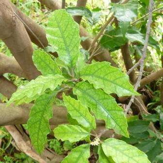 5 Allophylus dregeanus Seeds - Forest False Currant - Indigenous South African Tree
