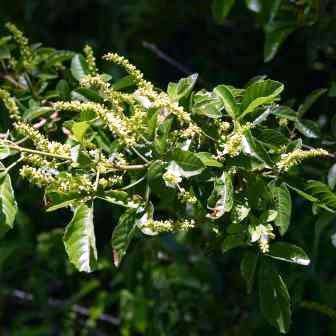 5 Allophylus natalensis Seeds - Dune False Currant - Indigenous South African Evergreen Tree Shrub