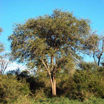 10 Balanites maughamii Tree Seeds - Torchwood; Groendoring - Indigenous to South Africa