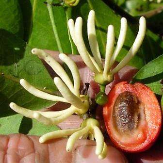 Artabotrys monteiroae Seeds - Red Hook-berry - South African Indigenous Shrub + FREE SEEDS