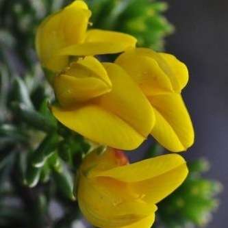 10 Aspalathus capitata Seeds - Indigenous Perennial Shrub - Flat Ship Rate