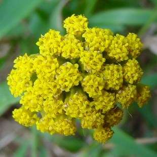 5 Athanasia dentata Seeds - Indigenous Evergreen Fynbos Medicinal Herb Shrub