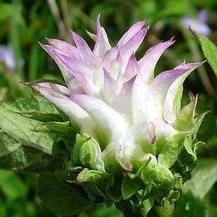 Baccharoides adoensis Seeds - Perennial Shrub Seeds Indigenous to South Africa