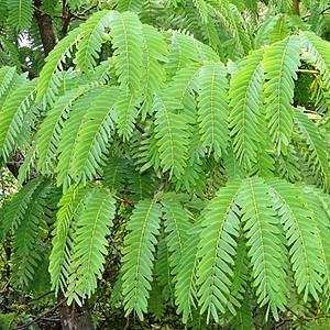 Prince of Wales Tree - Brachystegia boehmii Seeds - Combined Flat Seed Ship Rate