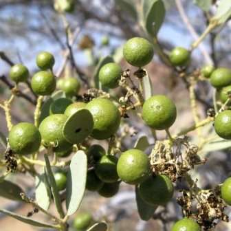 10 Boscia mossambicensis Seeds - Broad-leaved Shepherd Tree - Flat Seed Ship Rate