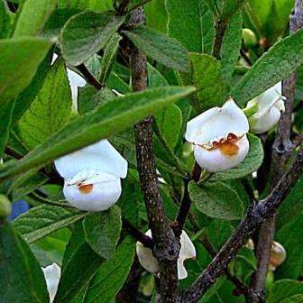 10+ Bowkeria verticillata Seeds - Natal shell-flower bush- Indigenous Evergreen Flowering Tree Shrub